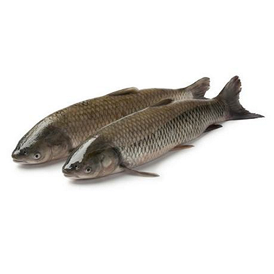 草魚